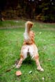 Golden - Stretch